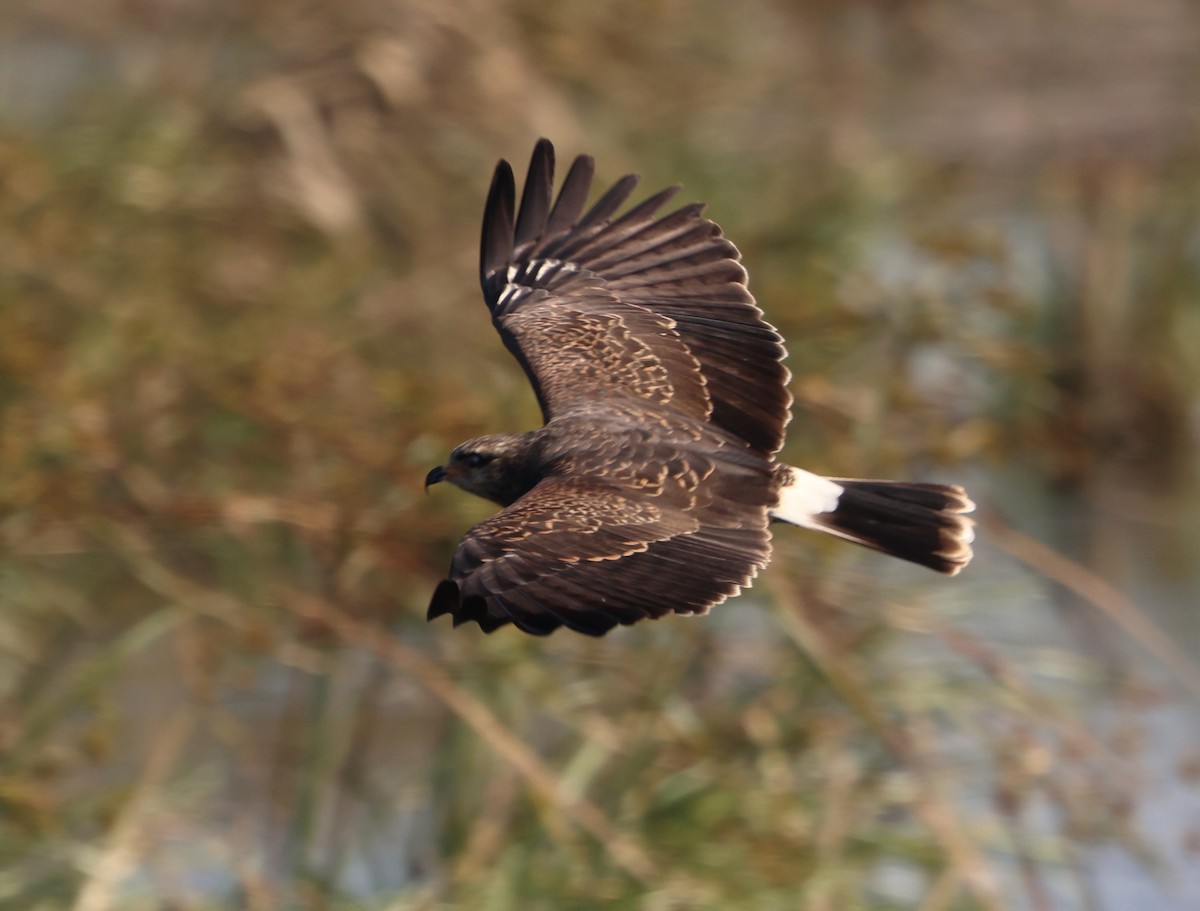 Snail Kite - ML646790969