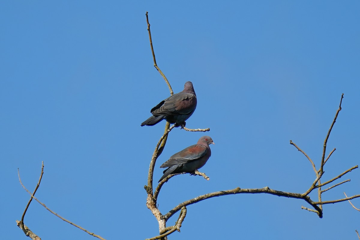 Rotschnabeltaube - ML646790972