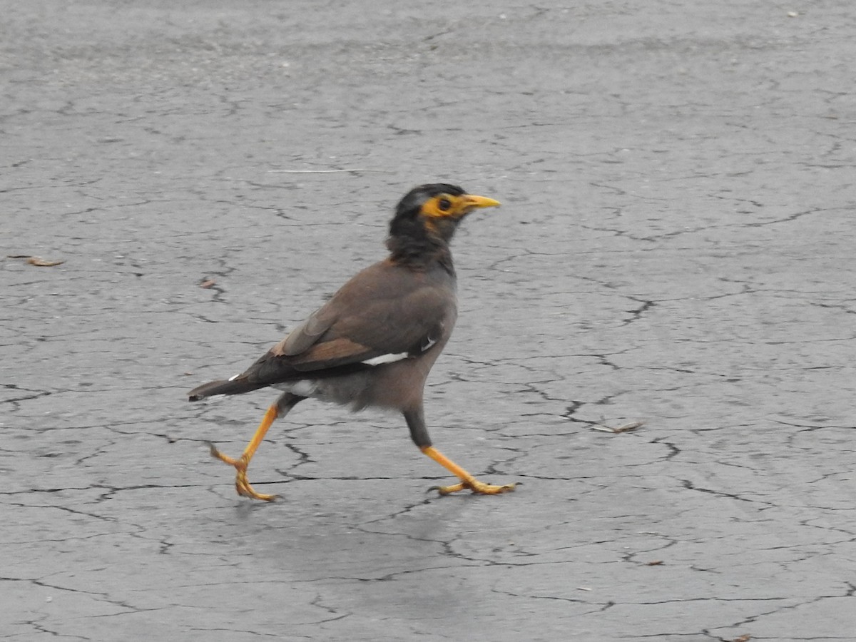 Hirtenmaina - ML646790975