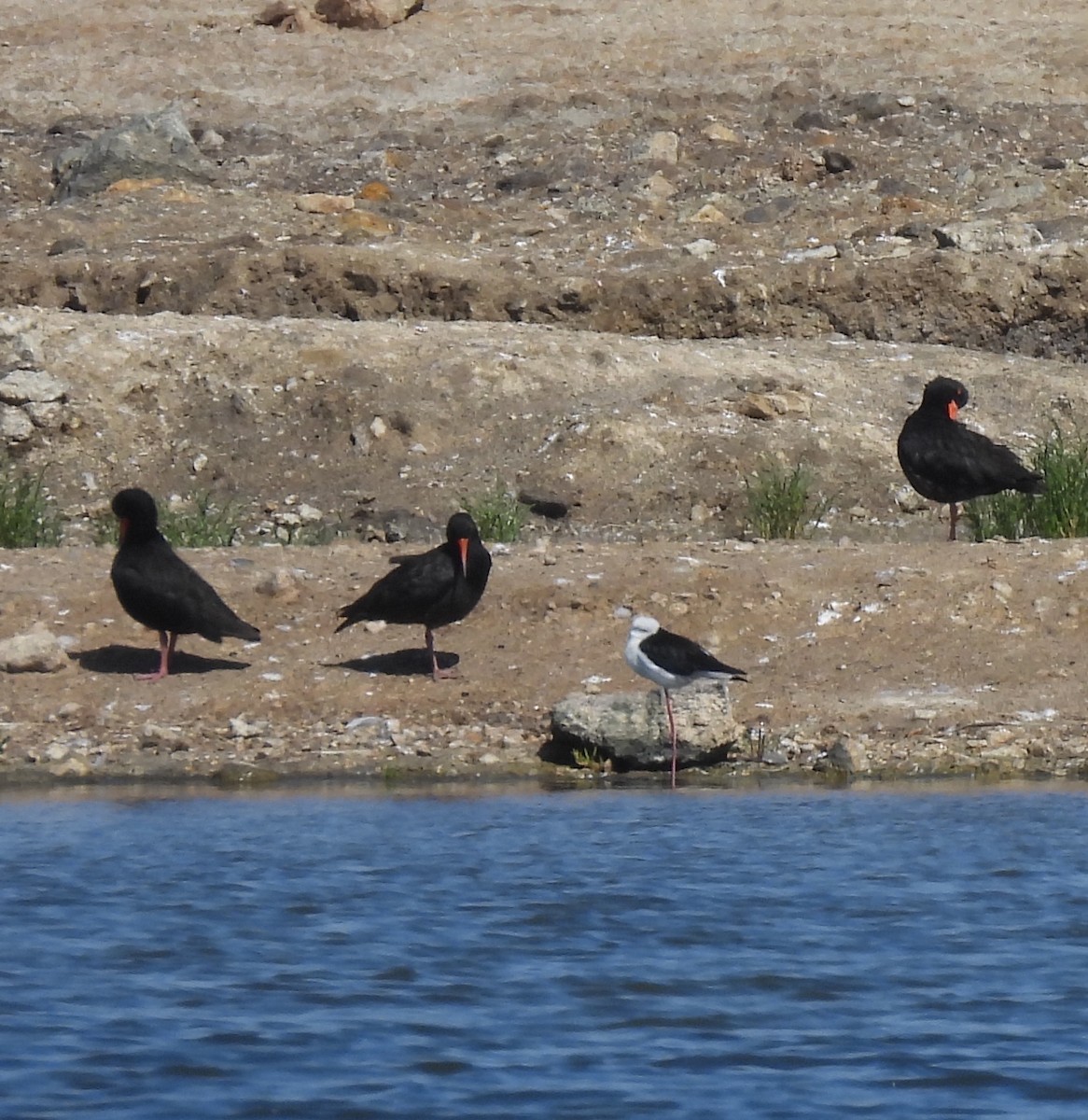 African Oystercatcher - ML646790977