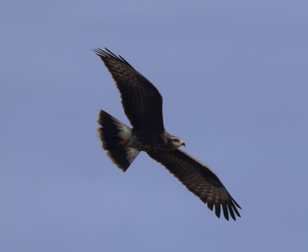 Snail Kite - ML646790978