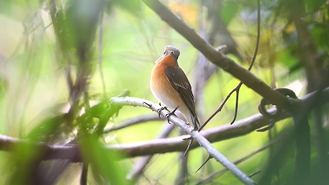 Мухоловка тайгова - ML646790979