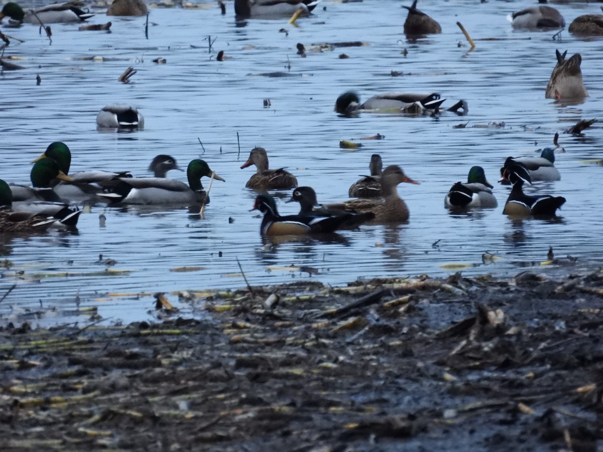 Каролинская утка - ML646790980