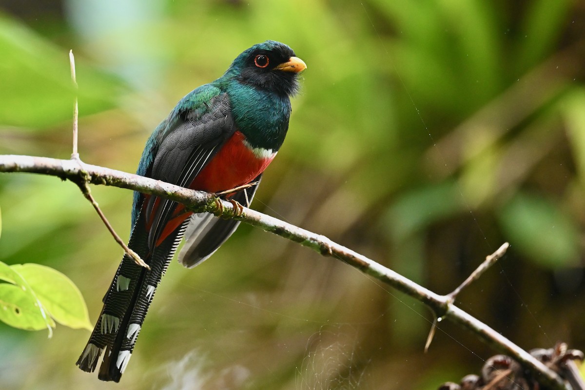 Masked Trogon - ML646790981