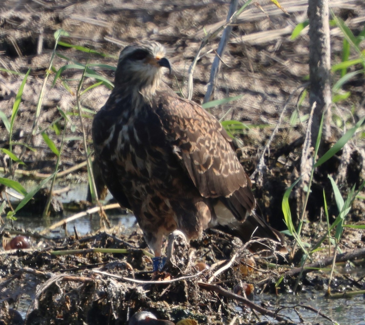 Snail Kite - ML646790984