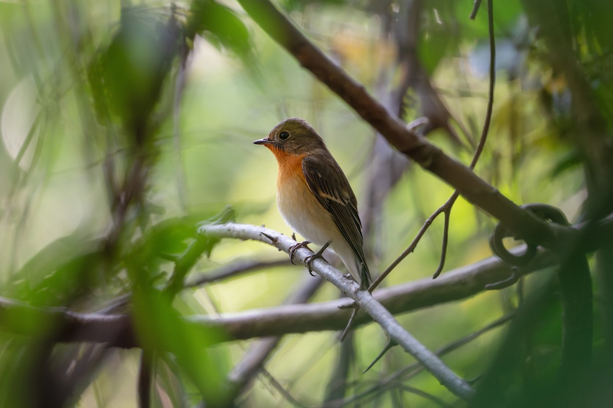 Таежная мухоловка - ML646790986