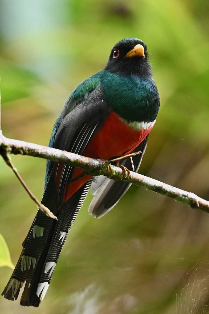 Masked Trogon - ML646790987