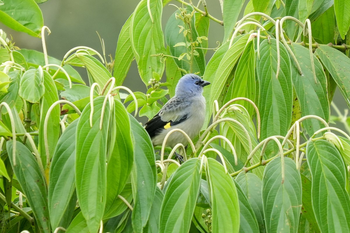 Olivflügeltangare - ML646790989