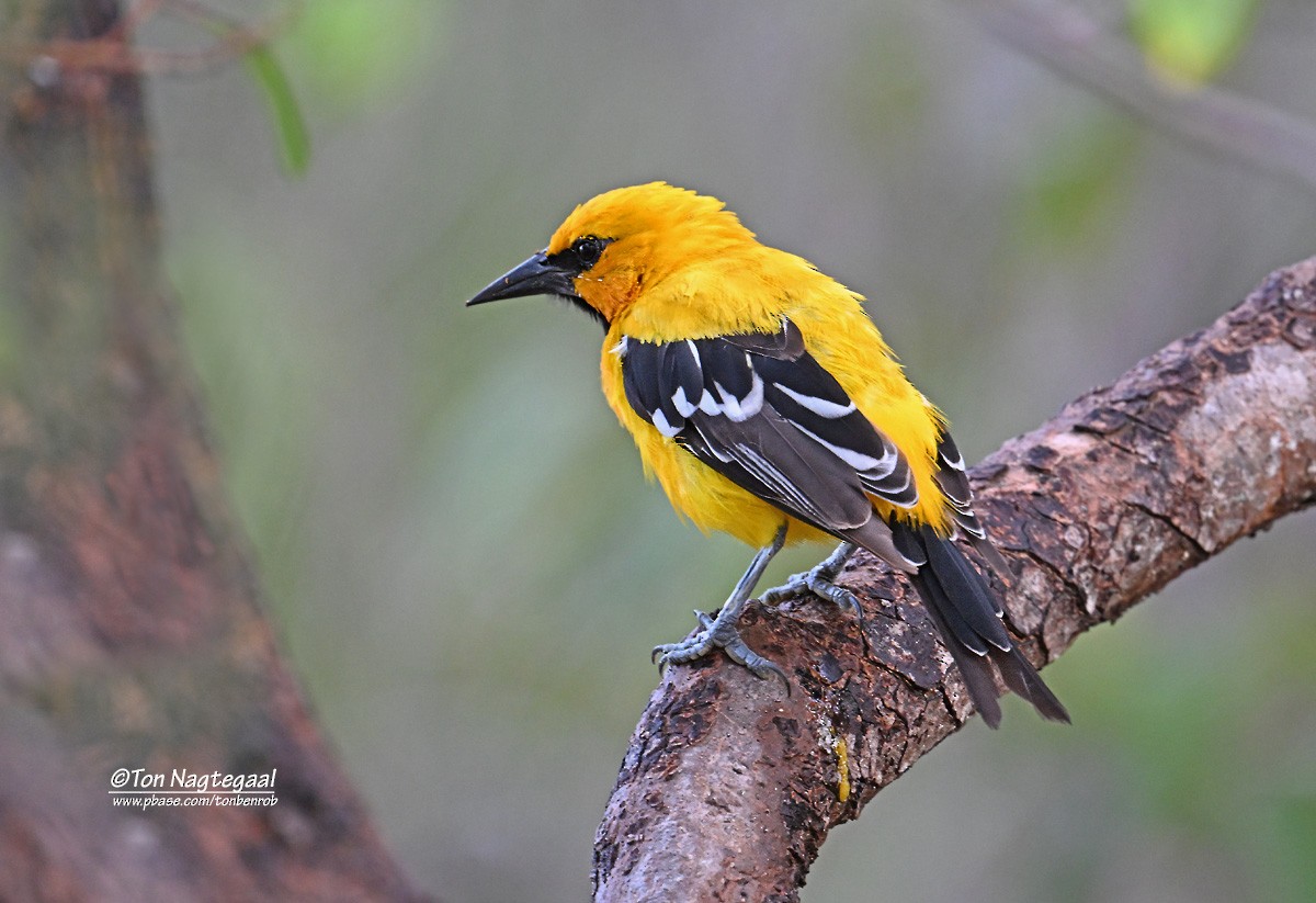 Yellow Oriole - ML646790992