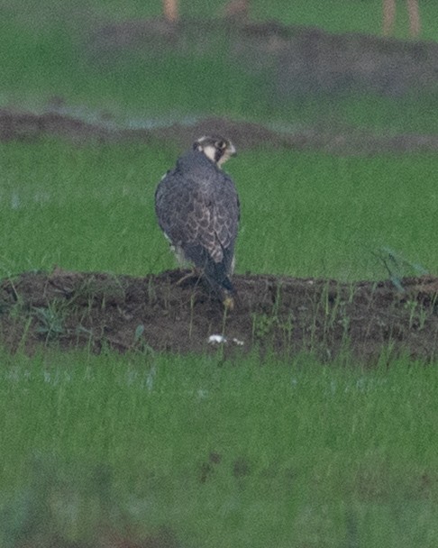 Peregrine Falcon - ML646790997