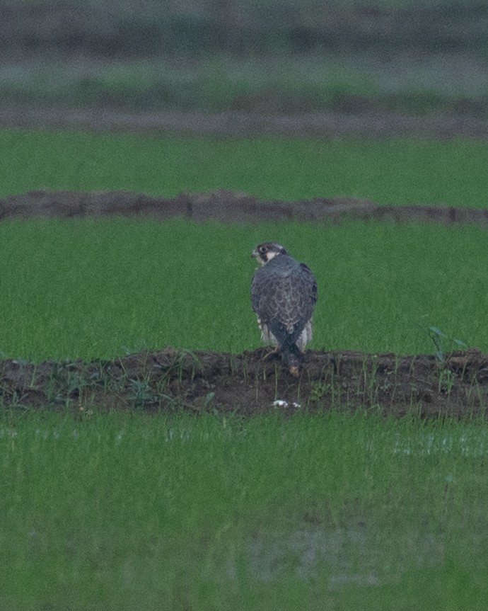 Peregrine Falcon - ML646790998