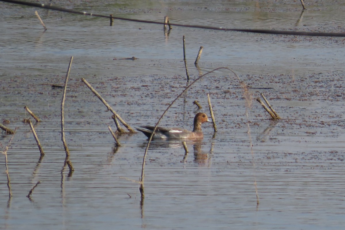 赤頸鴨 - ML646790999