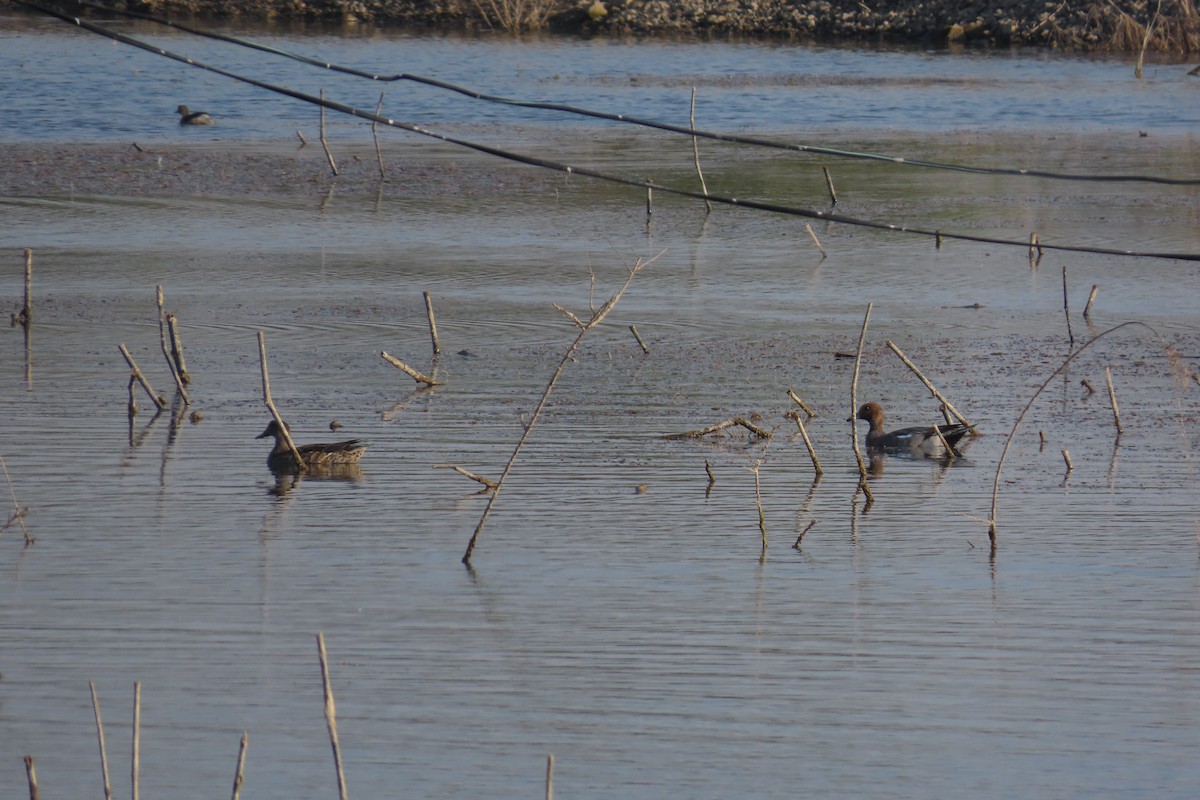 赤頸鴨 - ML646791000