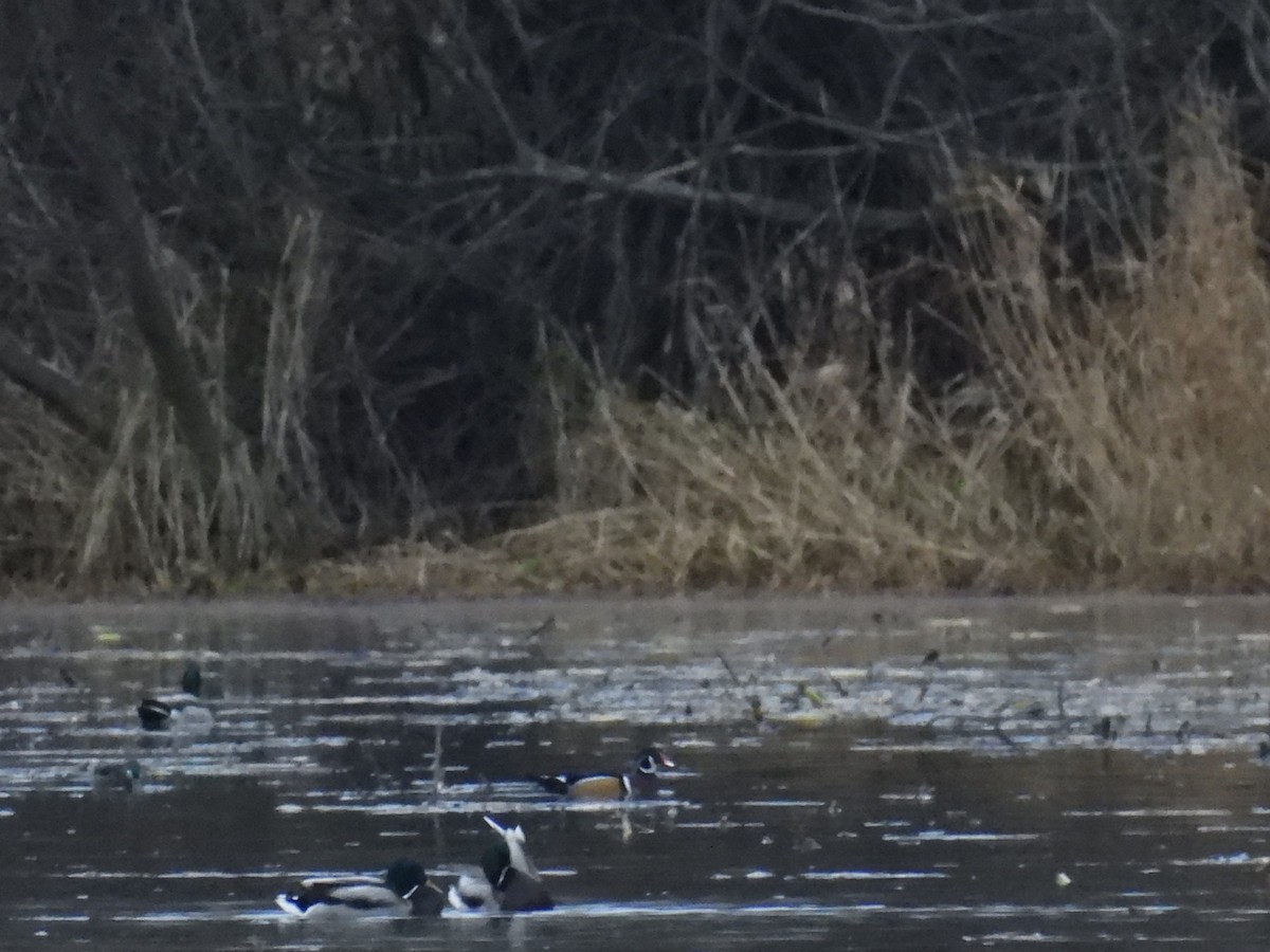 Каролинская утка - ML646791002