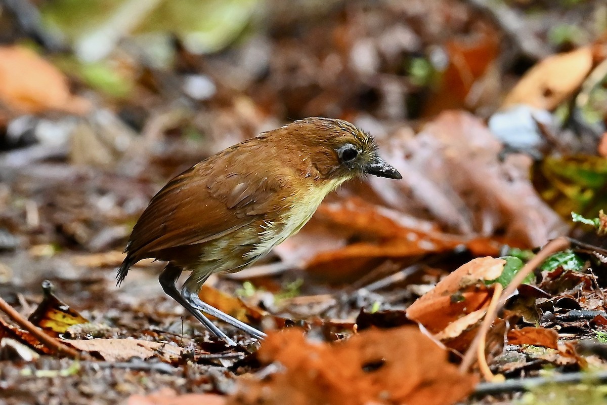 Yellow-breasted Antpitta - ML646791006