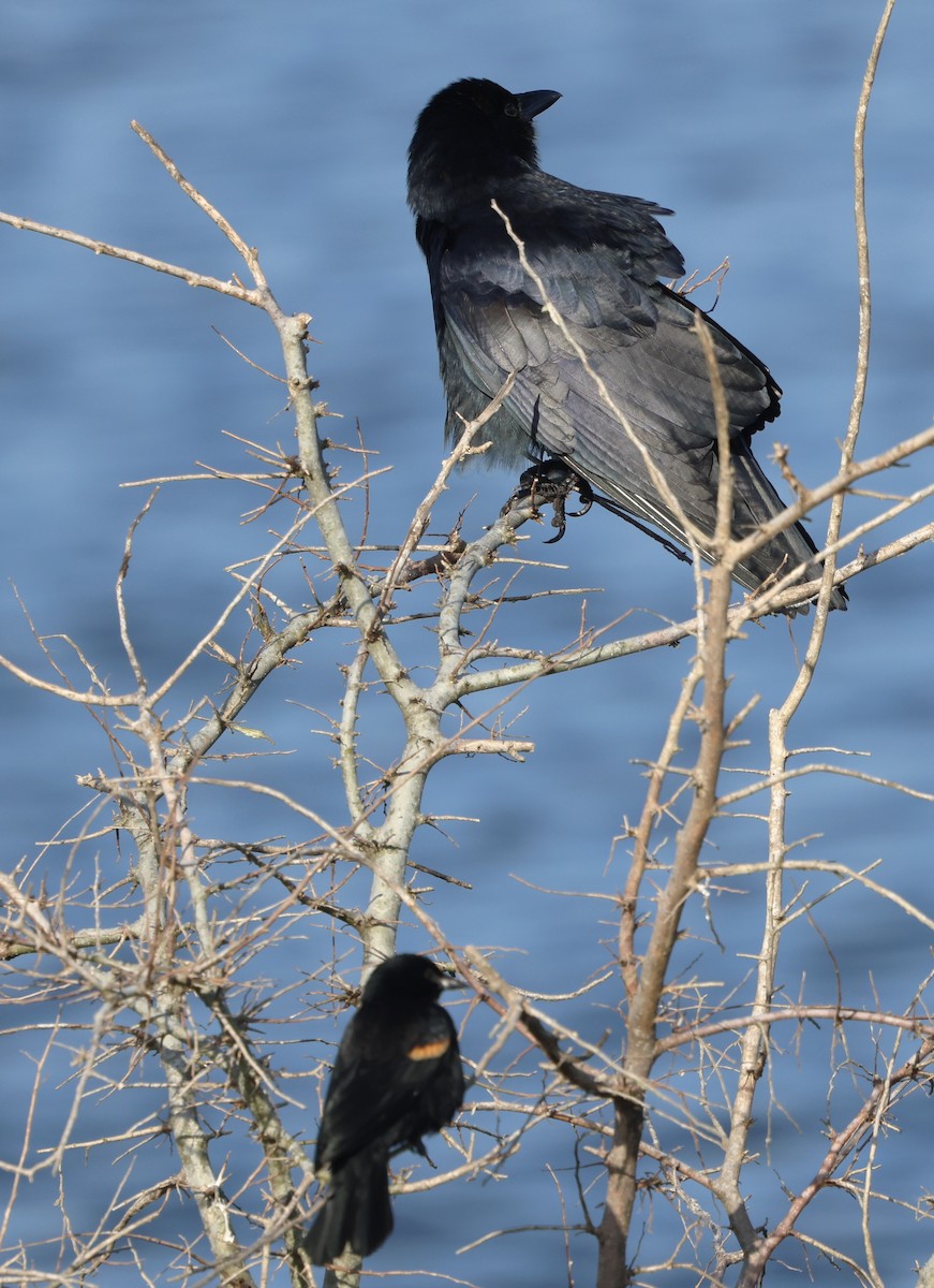 Fish Crow - ML646791007