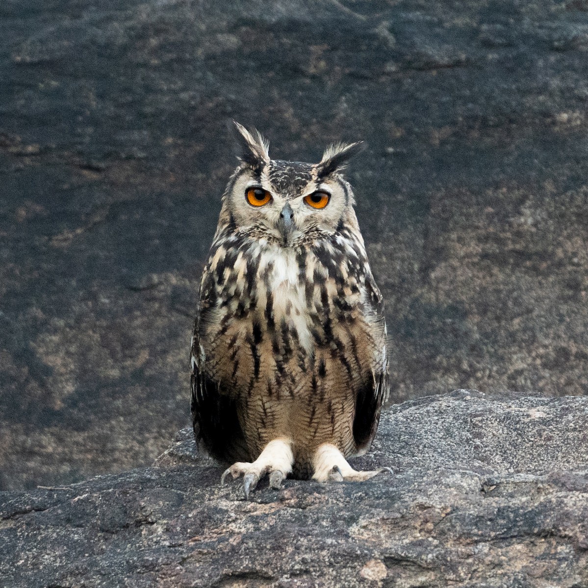 Rock Eagle-Owl - ML646791009