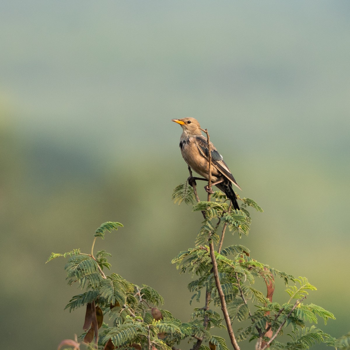 Rosy Starling - ML646791014