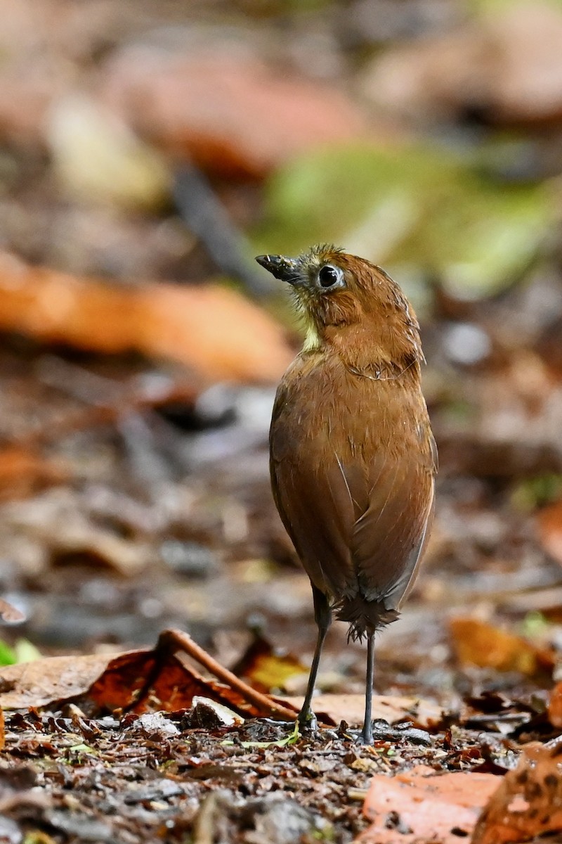Yellow-breasted Antpitta - ML646791018