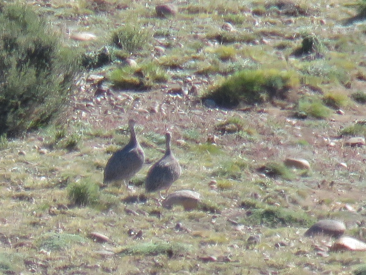 Patagonian Tinamou - ML646791019