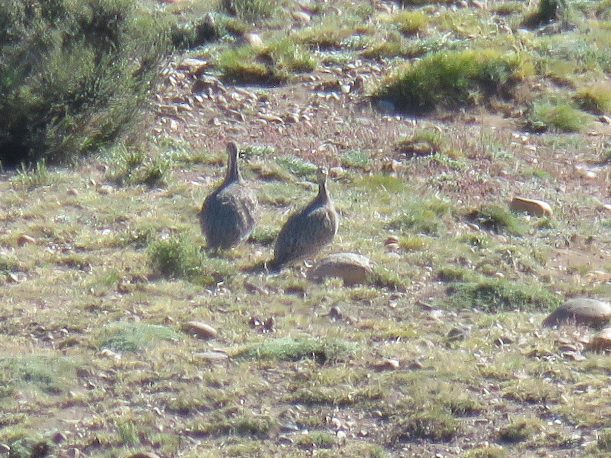 Patagonian Tinamou - ML646791020