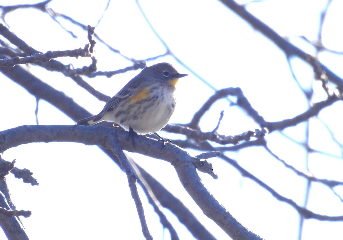 Yellow-rumped Warbler (Audubon's) - ML646791021