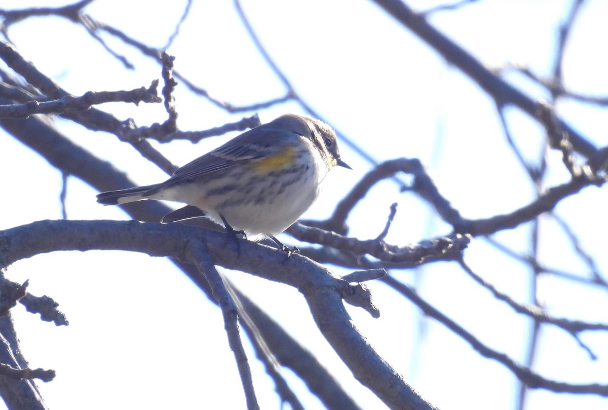 Yellow-rumped Warbler (Audubon's) - ML646791022