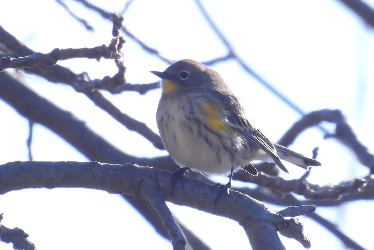 Yellow-rumped Warbler (Audubon's) - ML646791023