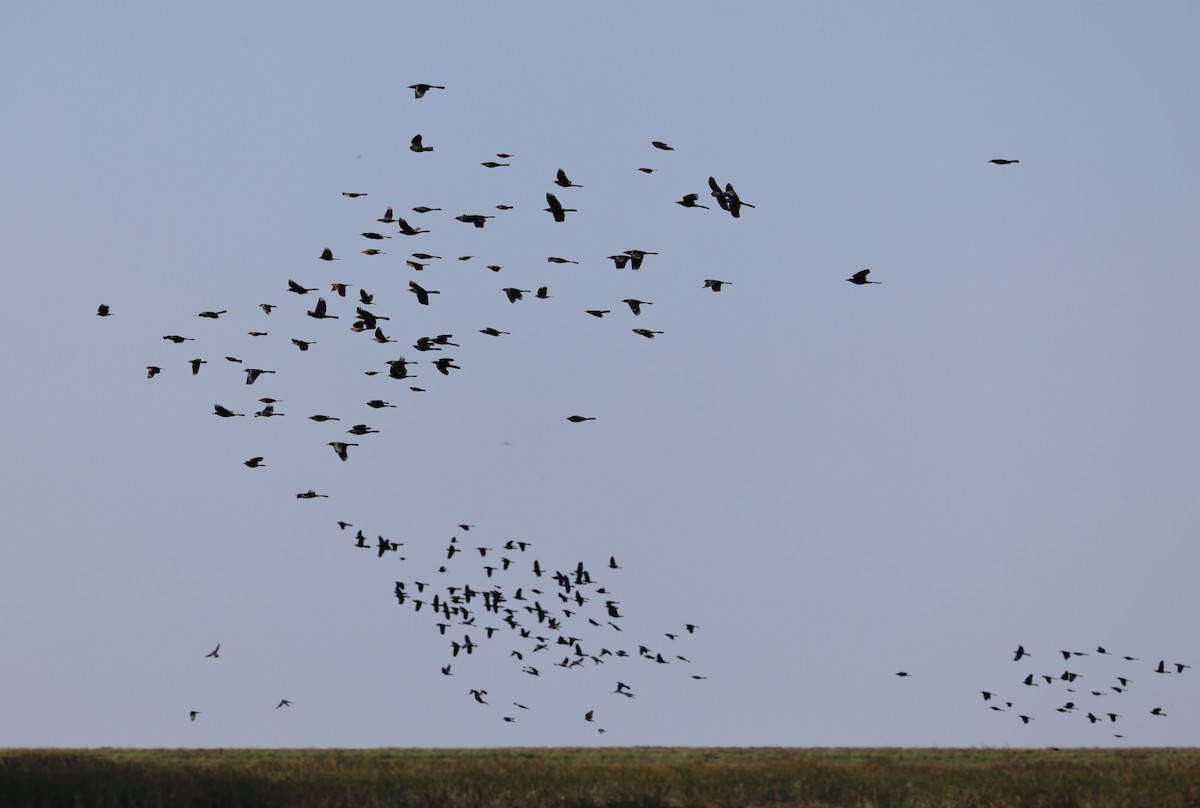 Boat-tailed Grackle - ML646791024