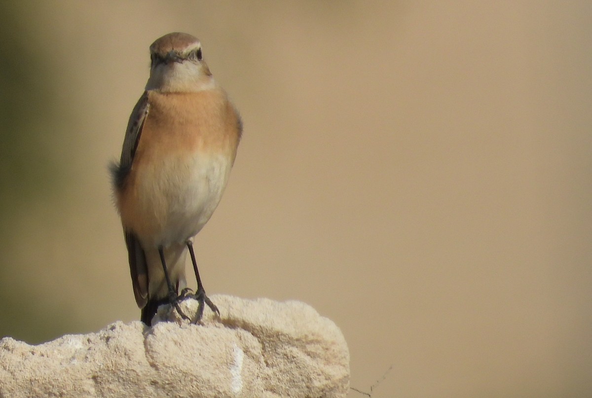 漠䳭 - ML646791025