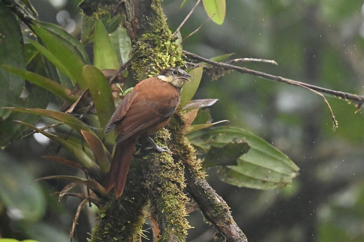 Pacific Tuftedcheek - ML646791027