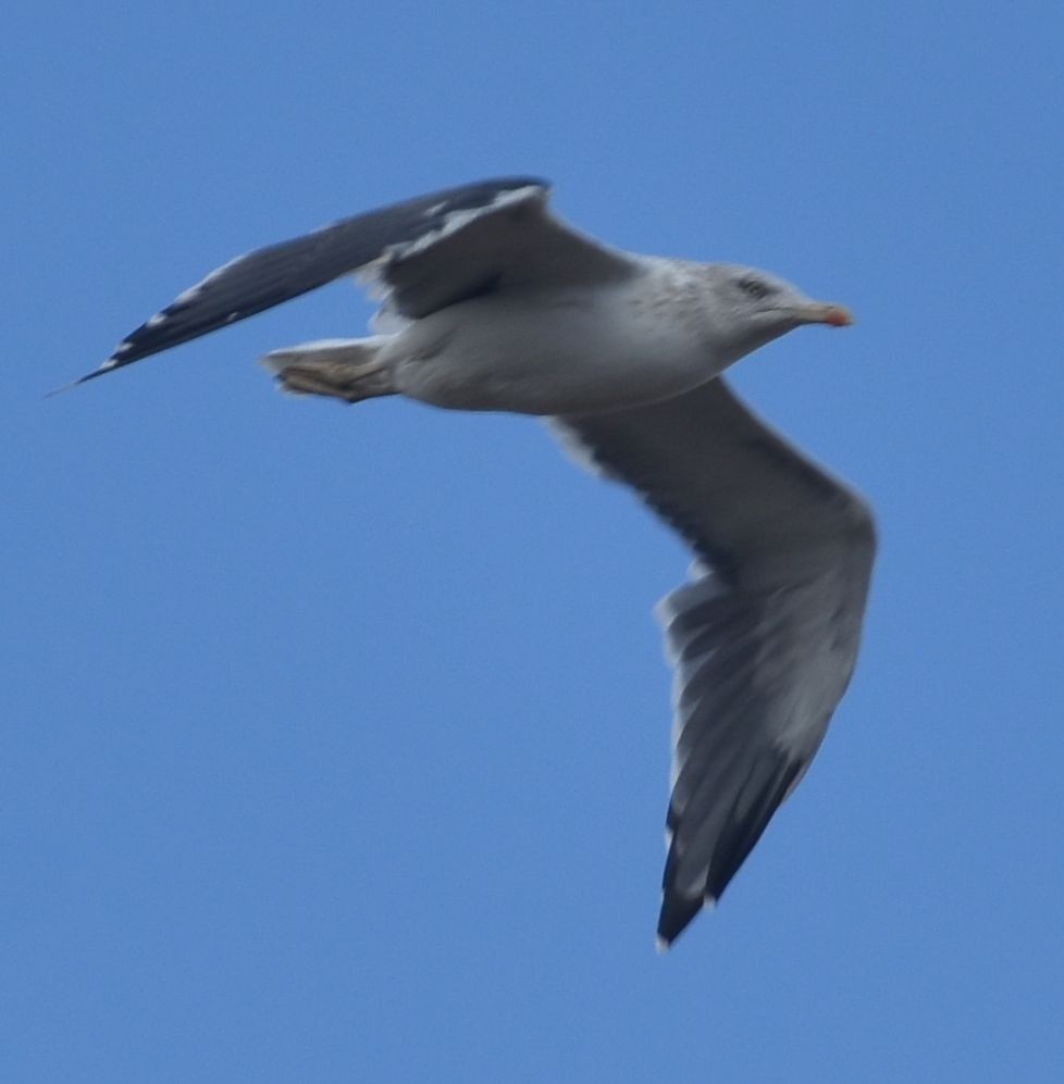 小黑背鷗 - ML646791029