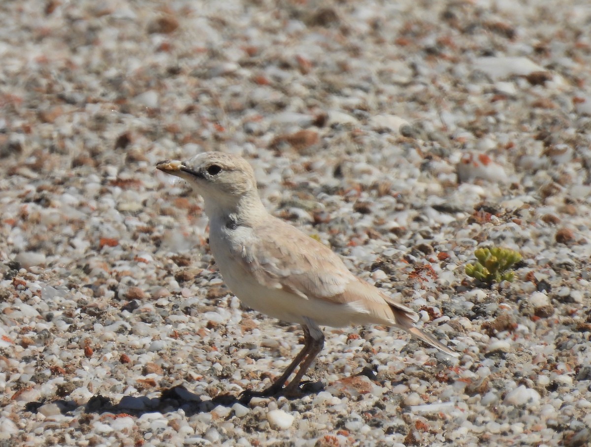 Gray's Lark - ML646791032