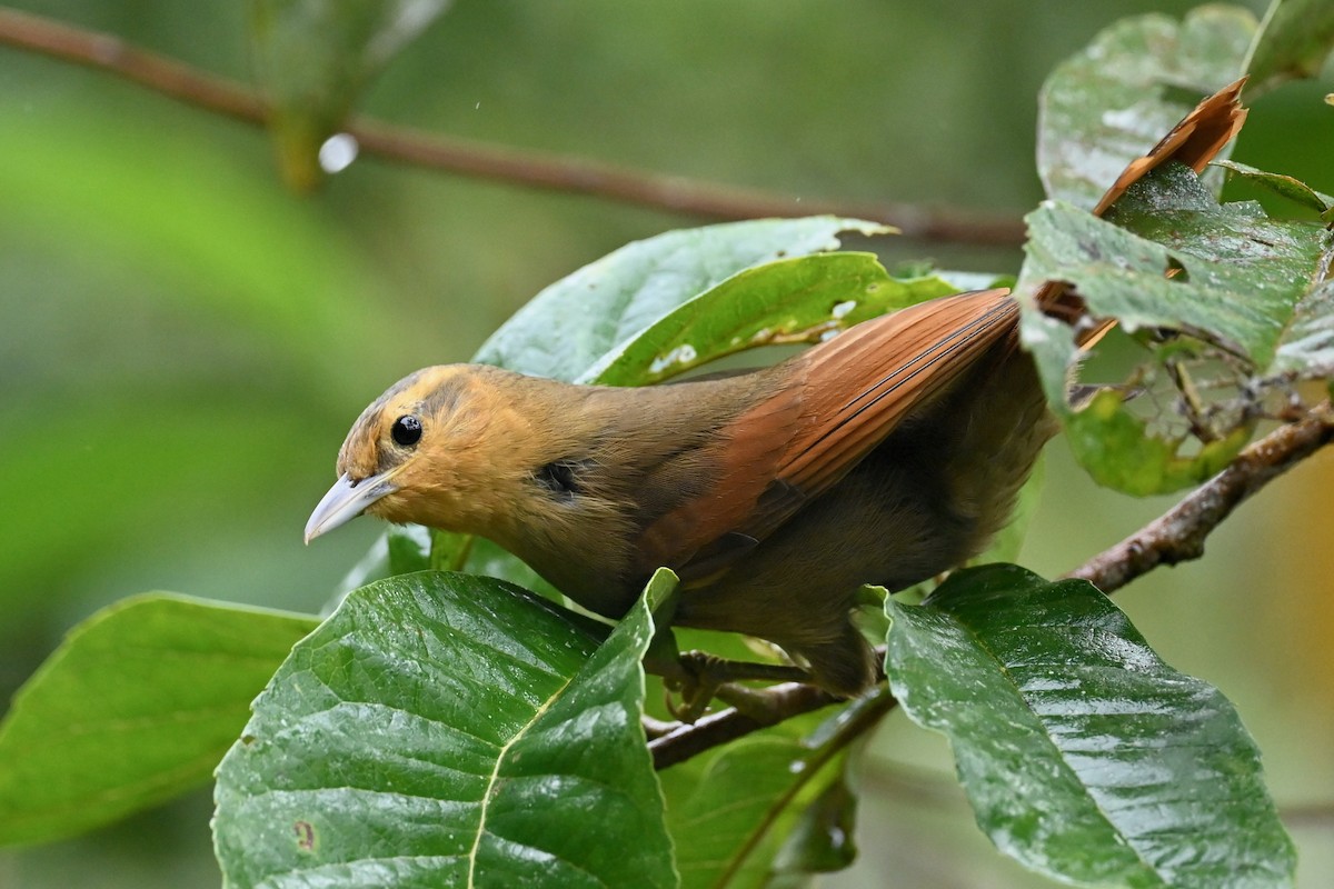 Buff-fronted Foliage-gleaner - ML646791033