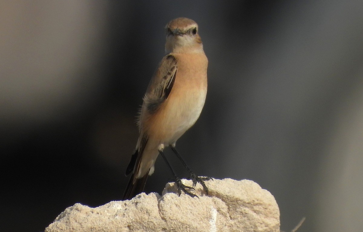 漠䳭 - ML646791034