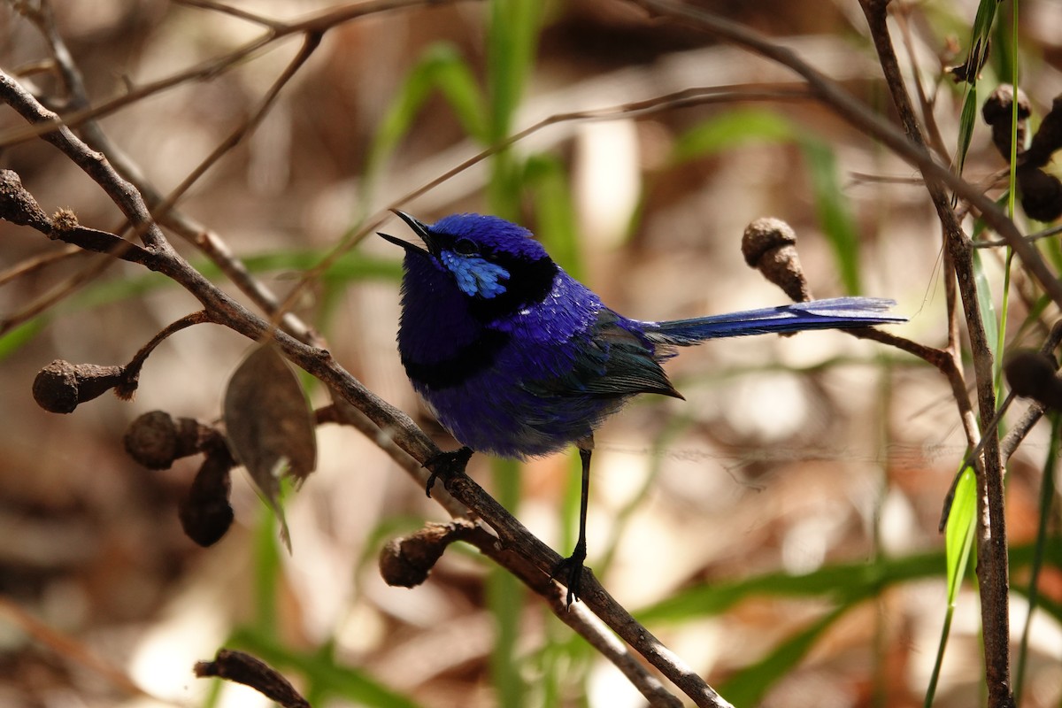 Splendid Fairywren - ML646791038