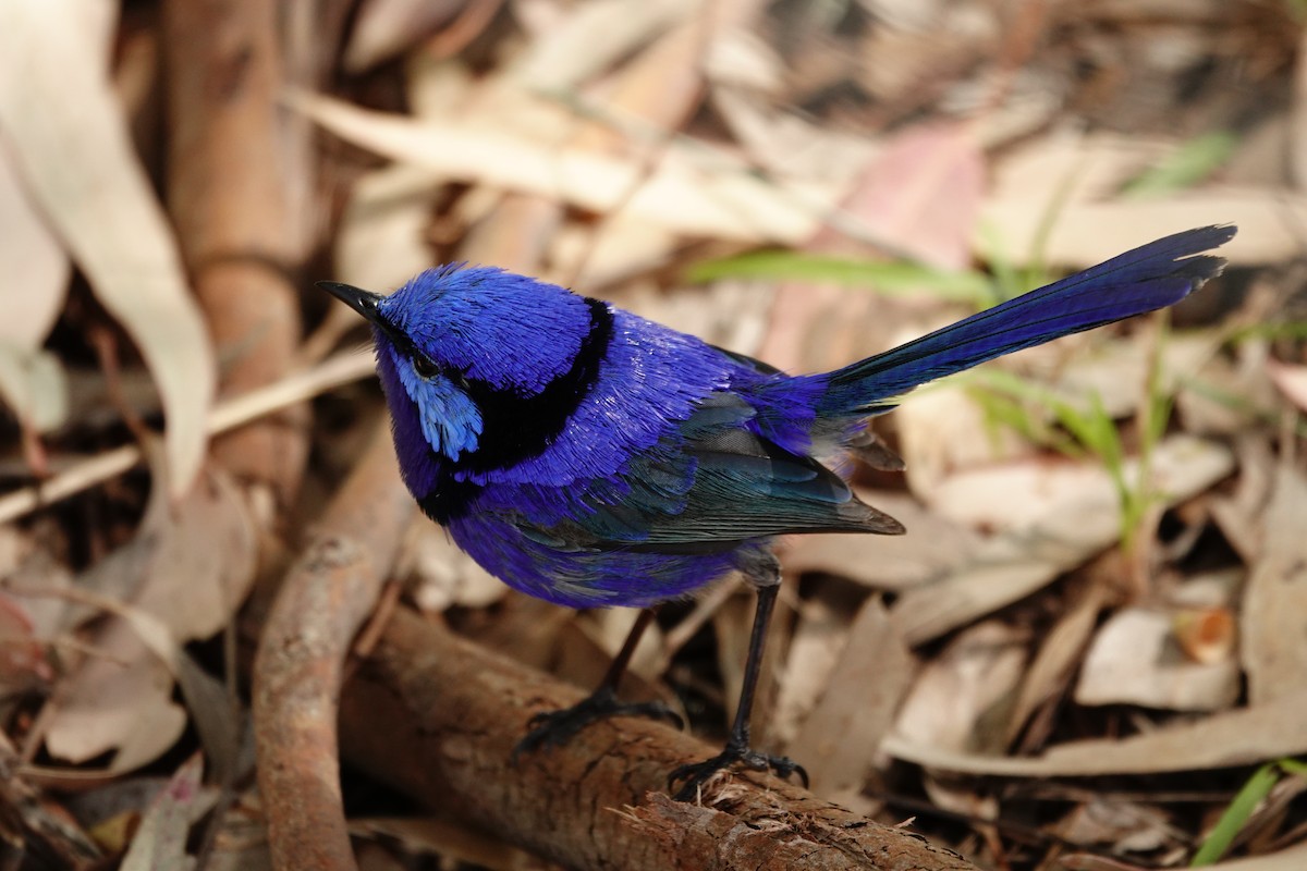 Splendid Fairywren - ML646791039