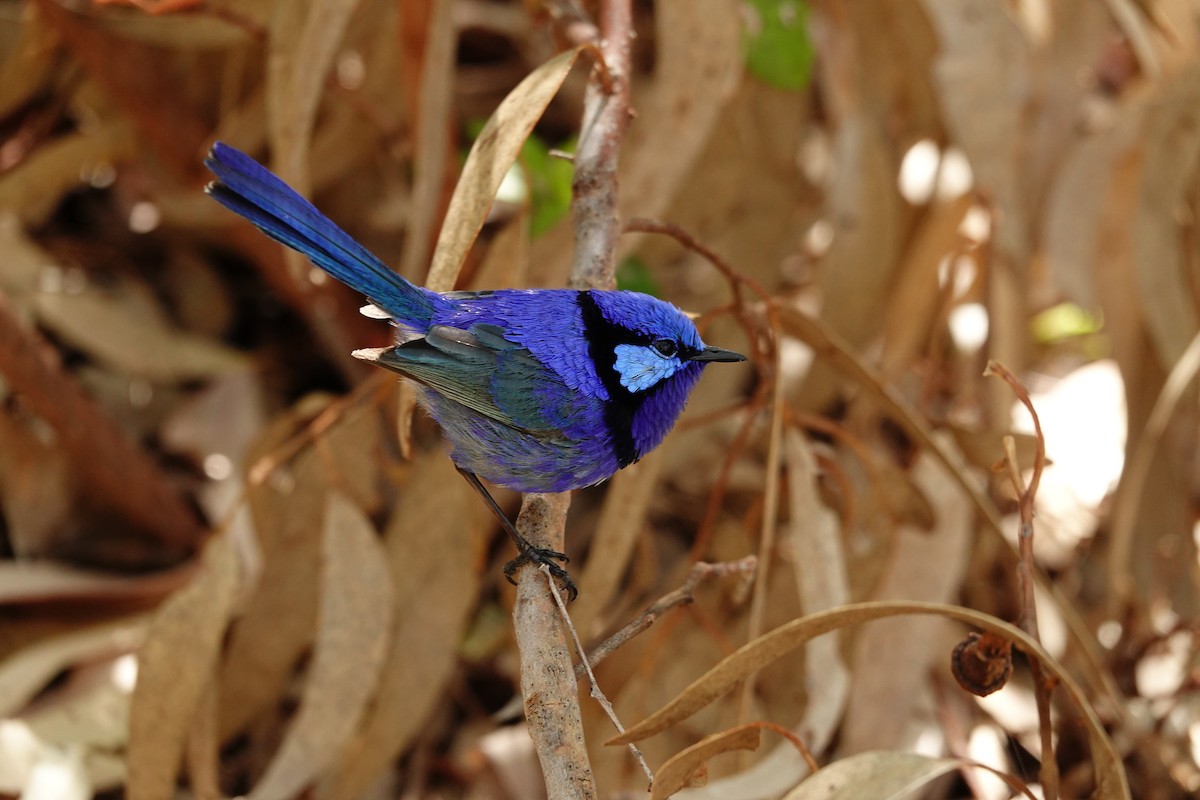 Splendid Fairywren - ML646791040