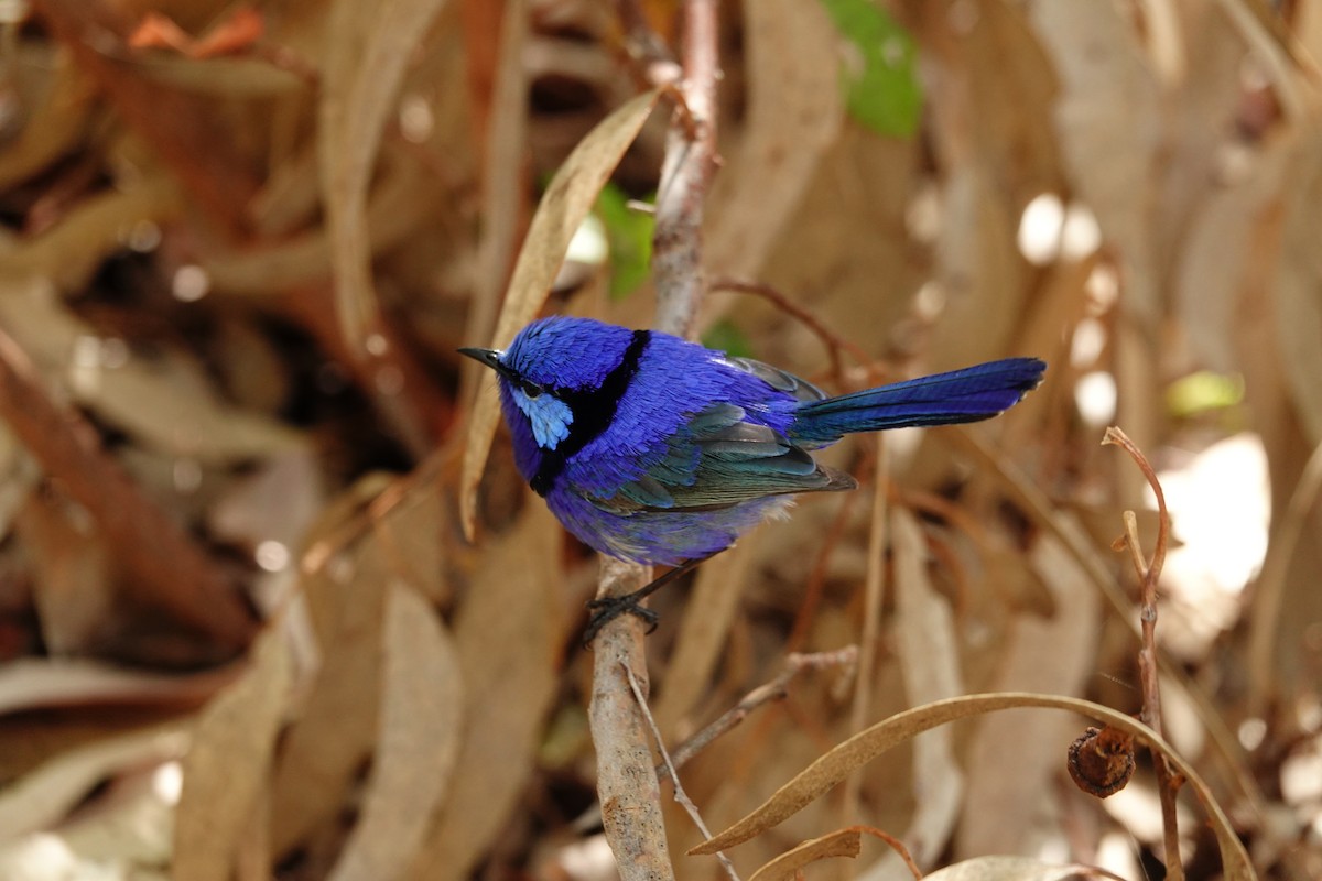 Splendid Fairywren - ML646791041