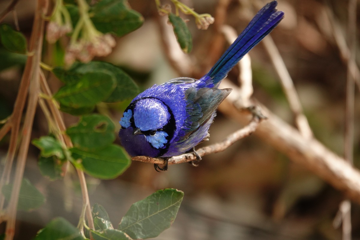 Splendid Fairywren - ML646791042