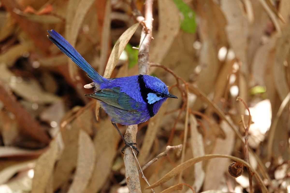 Splendid Fairywren - ML646791043