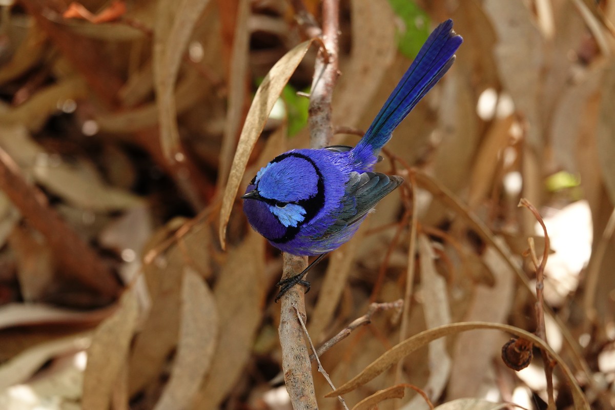 Splendid Fairywren - ML646791044