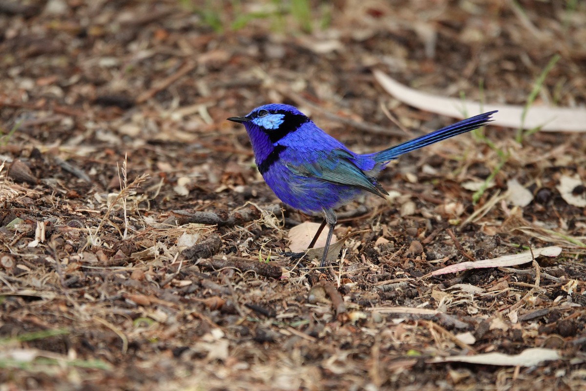 Splendid Fairywren - ML646791046