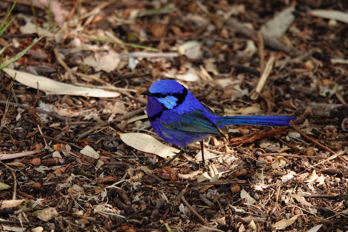Splendid Fairywren - ML646791047