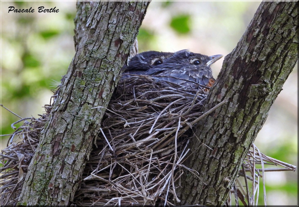 Göçmen Ardıç - ML646791048