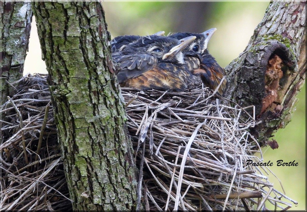 Göçmen Ardıç - ML646791049