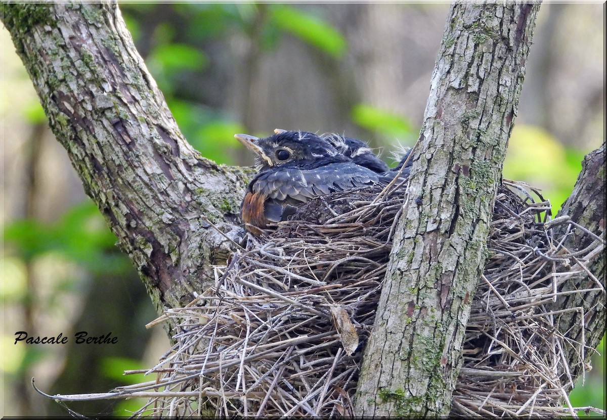Göçmen Ardıç - ML646791050