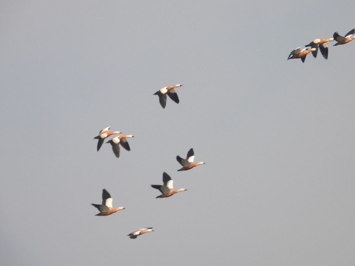 瀆鳧 - ML646791052