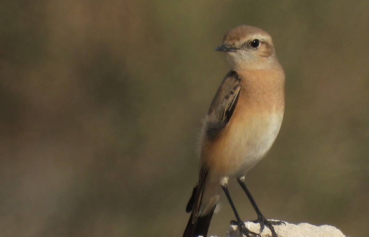 漠䳭 - ML646791054