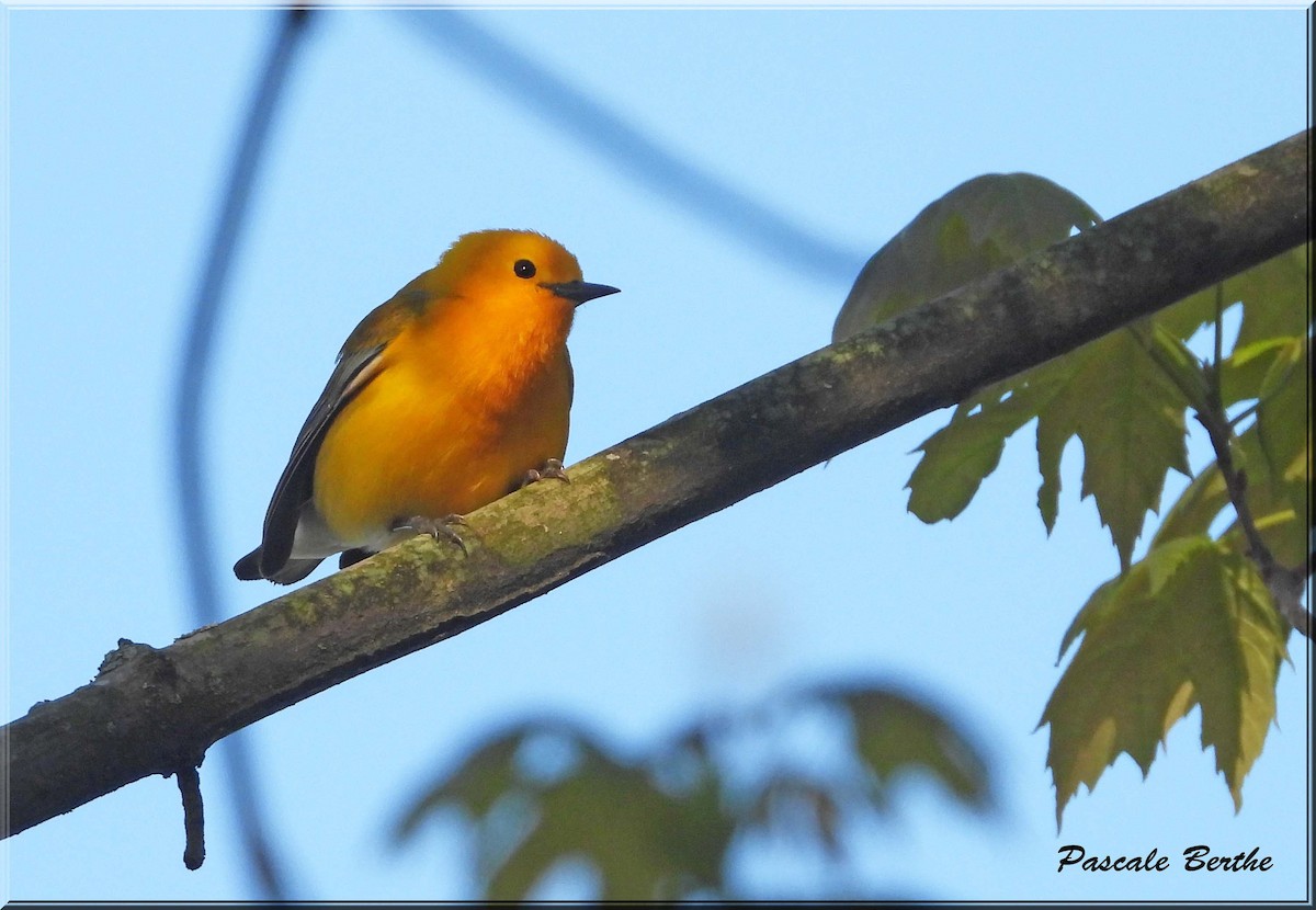 Protonoter Ötleğeni - ML646791055